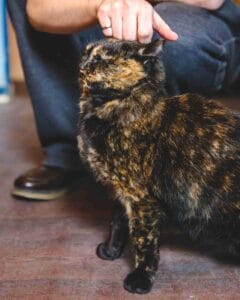 Tortoiseshell Cat